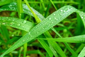 Hojas verdes con gotas de agua