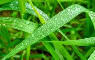 Hojas verdes con gotas de agua